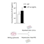 ELISA - Human LIF ELISA Kit (A2990) - Antibodies.com