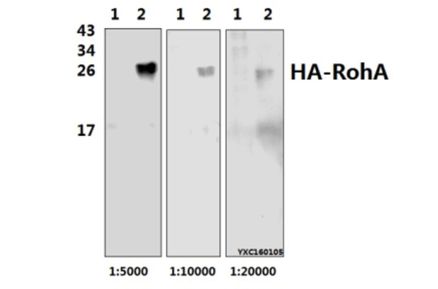 Anti-HA-tag Antibody from Bioworld Technology (AP0005) - Antibodies.com