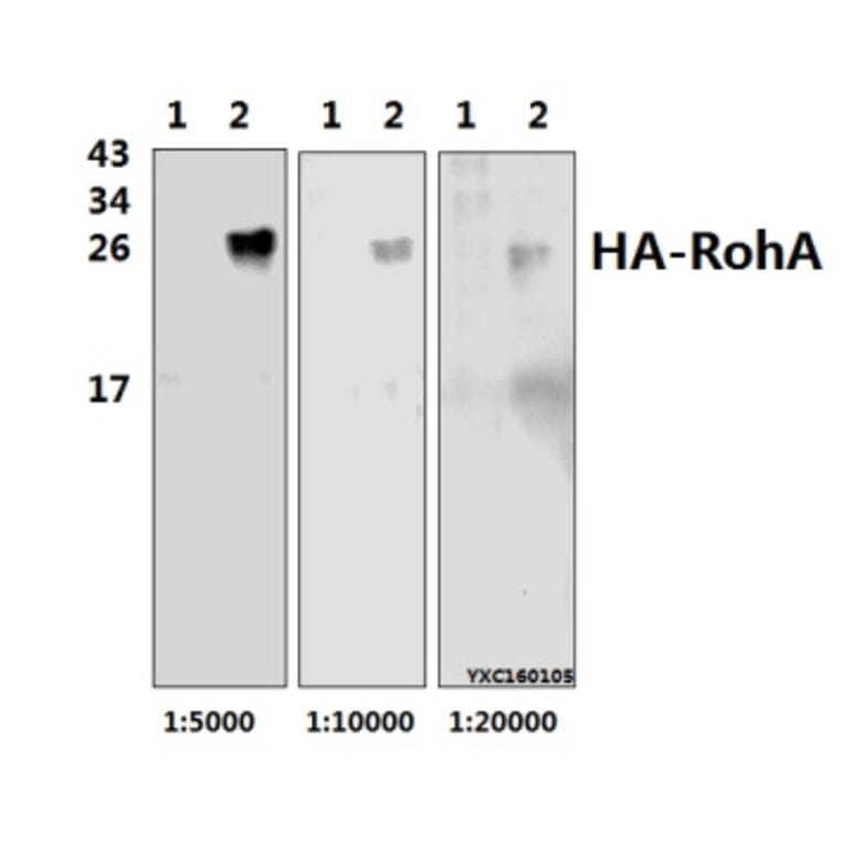 Anti-HA-tag Antibody from Bioworld Technology (AP0005) - Antibodies.com