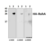 Anti-HA-tag Antibody from Bioworld Technology (AP0005) - Antibodies.com