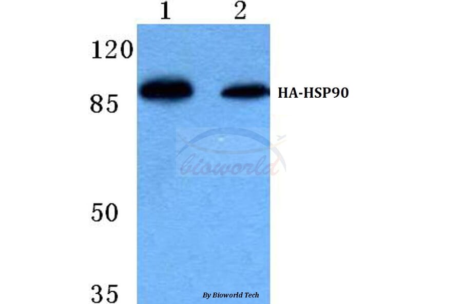 Anti-HA-tag (4G3) Antibody from Bioworld Technology (AP0005M) - Antibodies.com