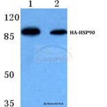 Anti-HA-tag (4G3) Antibody from Bioworld Technology (AP0005M) - Antibodies.com