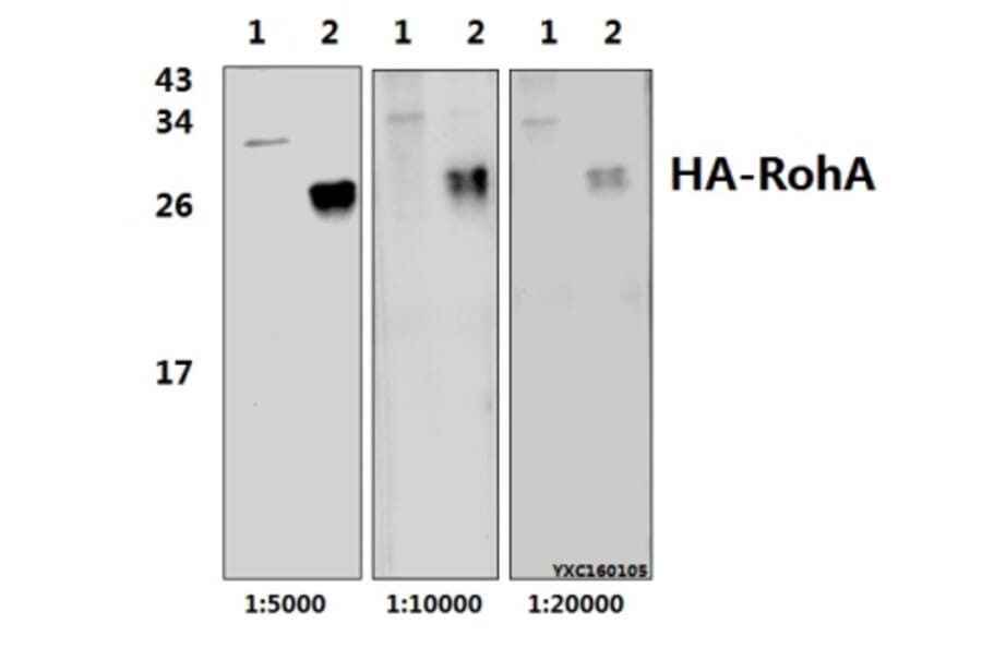 Anti-HA-tag (4G3) Antibody from Bioworld Technology (AP0005M) - Antibodies.com