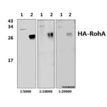 Anti-HA-tag (4G3) Antibody from Bioworld Technology (AP0005M) - Antibodies.com