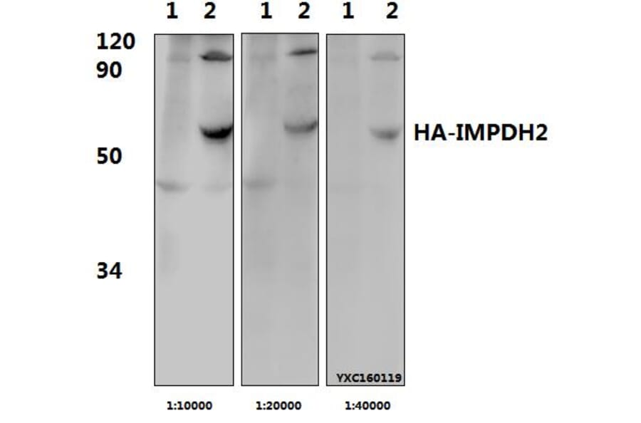 Anti-HA-tag (4G3) Antibody from Bioworld Technology (AP0005MH) - Antibodies.com