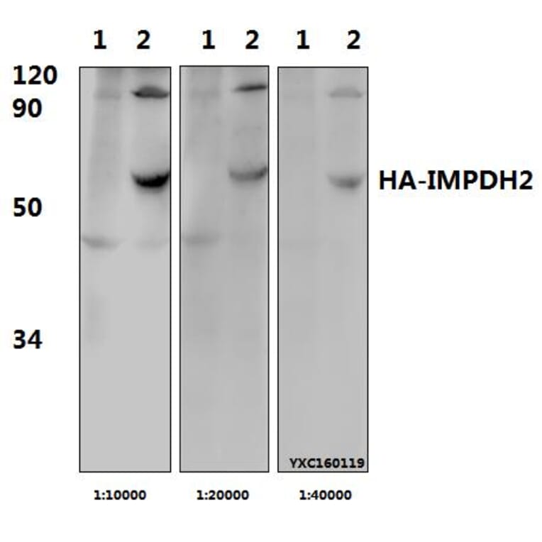 Anti-HA-tag (4G3) Antibody from Bioworld Technology (AP0005MH) - Antibodies.com