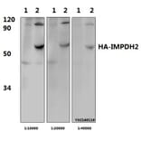 Anti-HA-tag (4G3) Antibody from Bioworld Technology (AP0005MH) - Antibodies.com