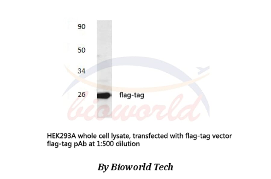 Anti-Flag-tag Antibody from Bioworld Technology (AP0007) - Antibodies.com