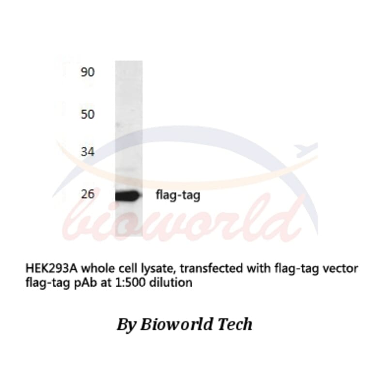 Anti-Flag-tag Antibody from Bioworld Technology (AP0007) - Antibodies.com