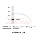 Anti-Flag-tag Antibody from Bioworld Technology (AP0007) - Antibodies.com