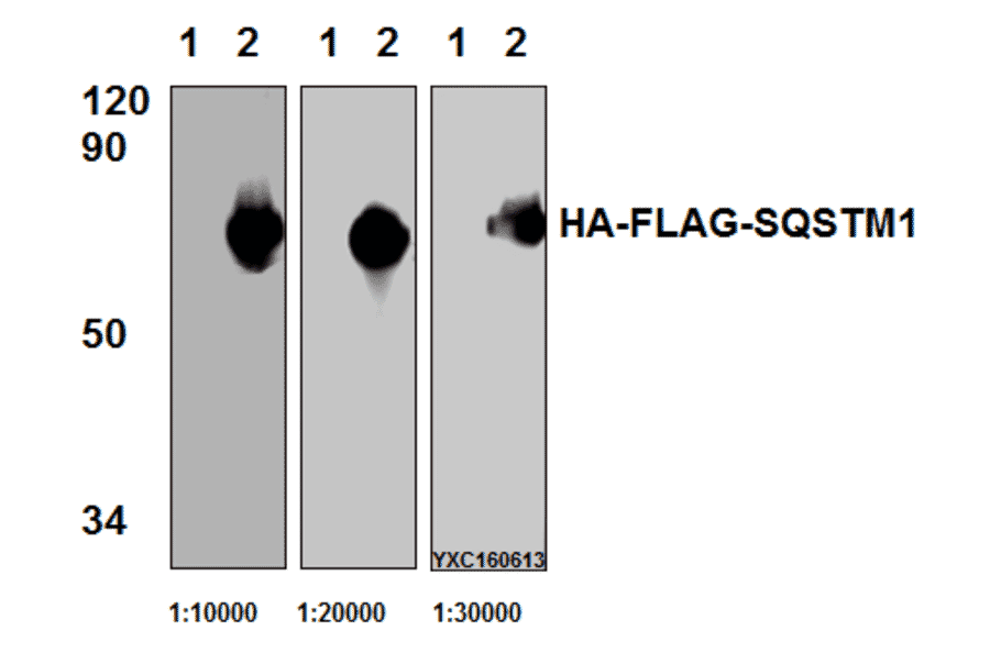 Anti-Flag-tag (1A8) Antibody from Bioworld Technology (AP0007M) - Antibodies.com