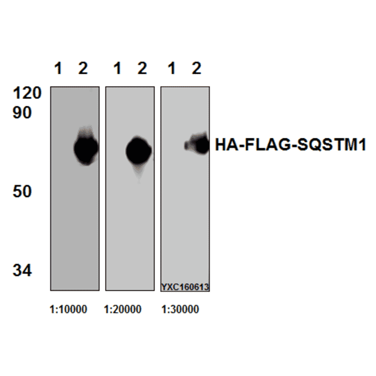 Anti-Flag-tag (1A8) Antibody from Bioworld Technology (AP0007M) - Antibodies.com