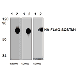 Anti-Flag-tag (1A8) Antibody from Bioworld Technology (AP0007M) - Antibodies.com
