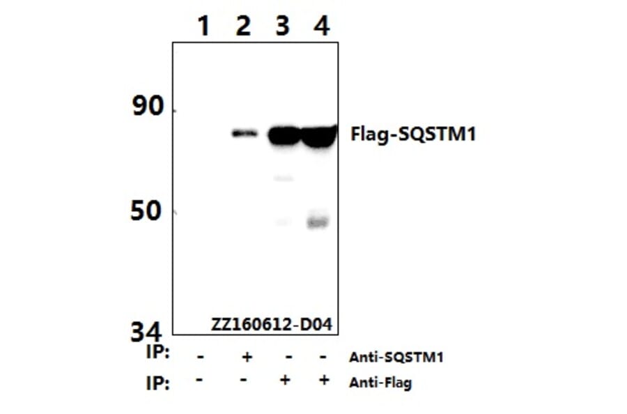 Anti-Flag-tag (1A8) Antibody from Bioworld Technology (AP0007M) - Antibodies.com
