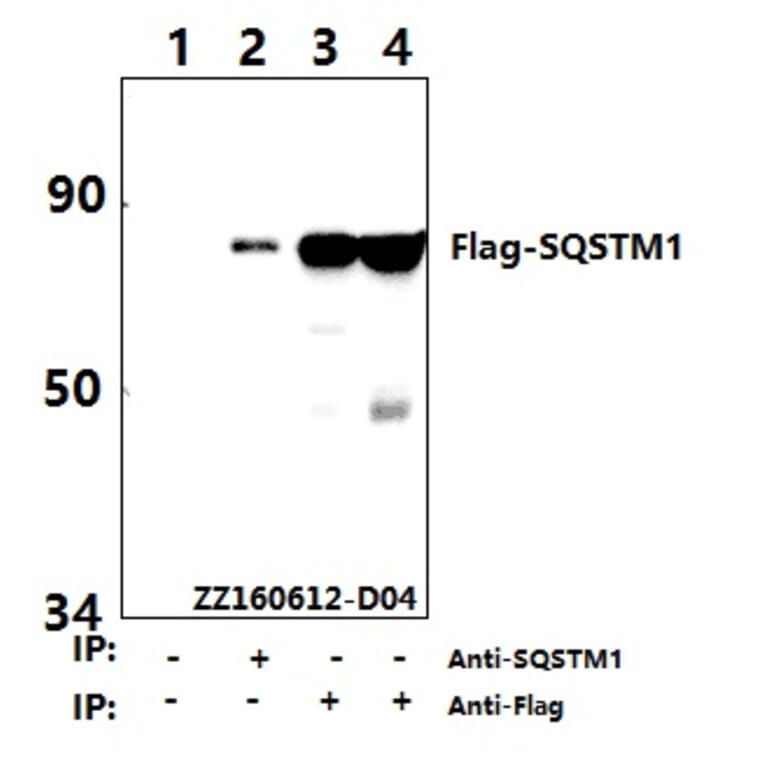 Anti-Flag-tag (1A8) Antibody from Bioworld Technology (AP0007M) - Antibodies.com
