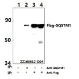 Anti-Flag-tag (1A8) Antibody from Bioworld Technology (AP0007M) - Antibodies.com