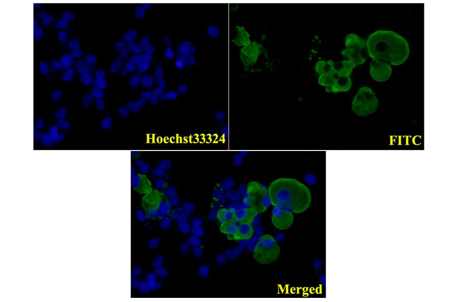 Anti-Flag-tag (1A8) Antibody from Bioworld Technology (AP0007M) - Antibodies.com