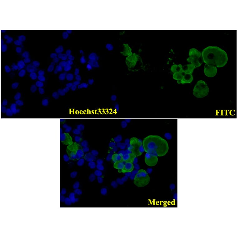 Anti-Flag-tag (1A8) Antibody from Bioworld Technology (AP0007M) - Antibodies.com