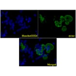 Anti-Flag-tag (1A8) Antibody from Bioworld Technology (AP0007M) - Antibodies.com