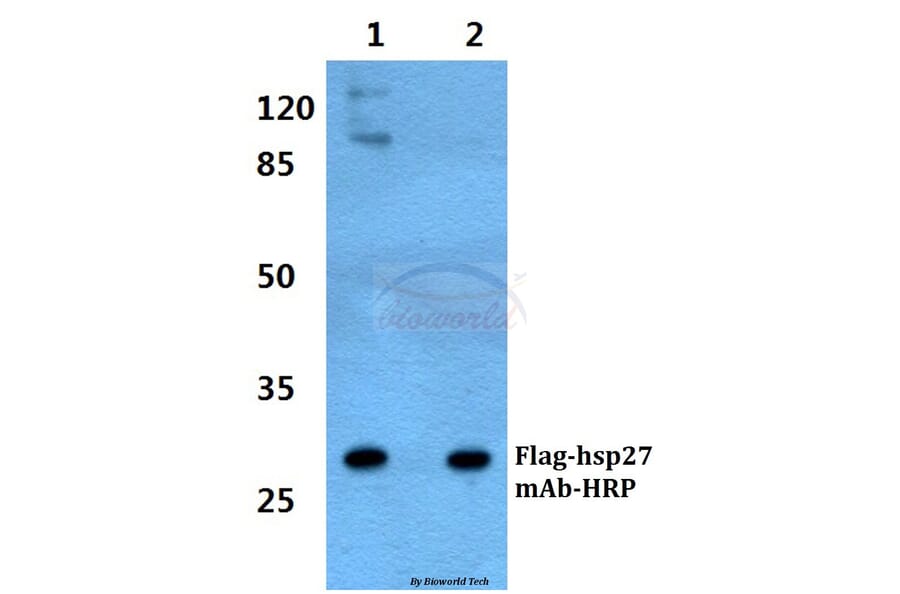 Anti-Flag-tag (1A8) Antibody from Bioworld Technology (AP0007MH) - Antibodies.com