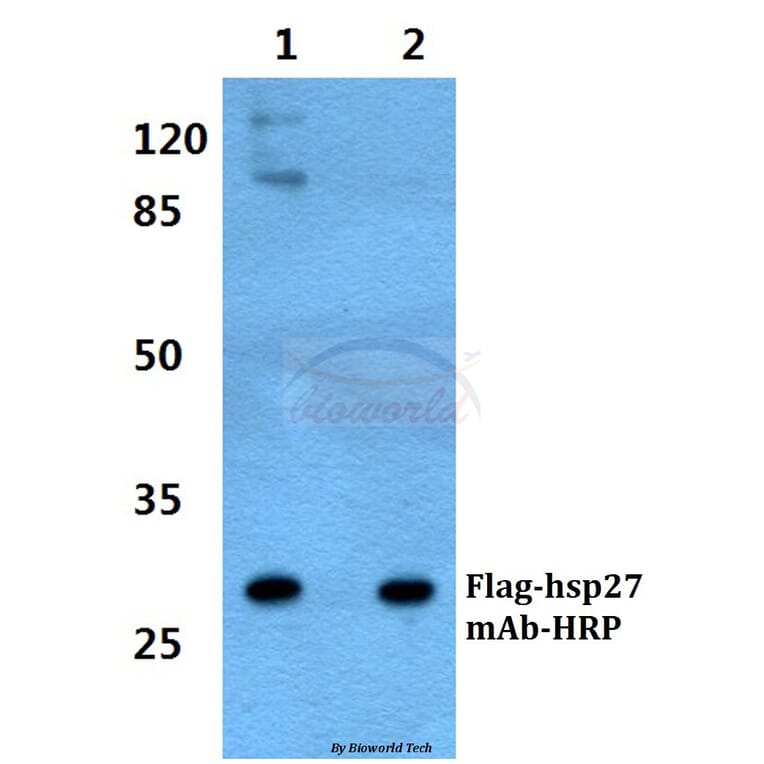 Anti-Flag-tag (1A8) Antibody from Bioworld Technology (AP0007MH) - Antibodies.com