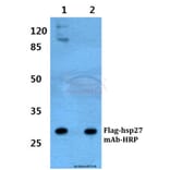 Anti-Flag-tag (1A8) Antibody from Bioworld Technology (AP0007MH) - Antibodies.com