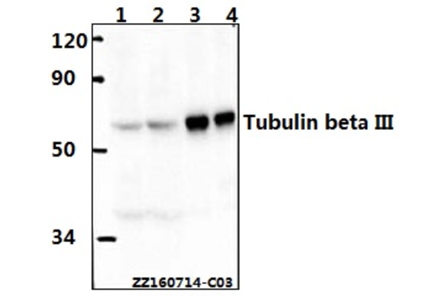 Anti-Tubulin beta III Antibody from Bioworld Technology (AP0013) - Antibodies.com