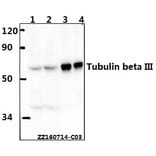 Anti-Tubulin beta III Antibody from Bioworld Technology (AP0013) - Antibodies.com
