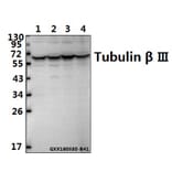 Anti-Tubulin beta III Antibody from Bioworld Technology (AP0013) - Antibodies.com