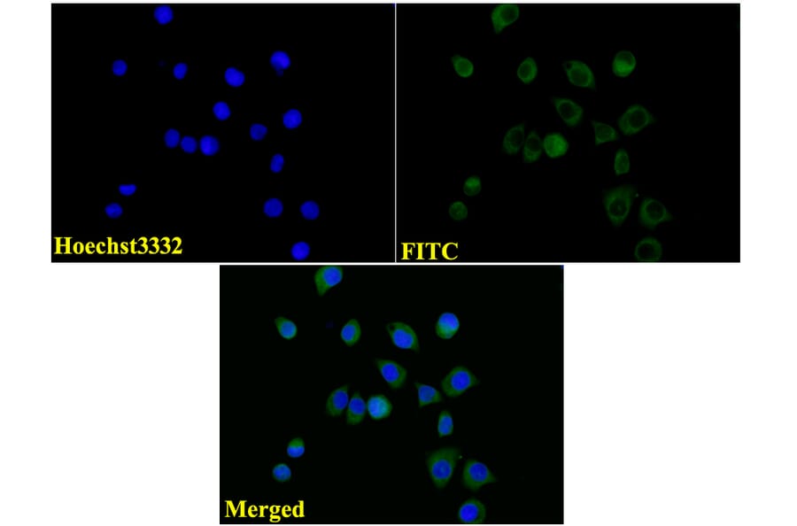Anti-Tubulin beta III Antibody from Bioworld Technology (AP0013) - Antibodies.com