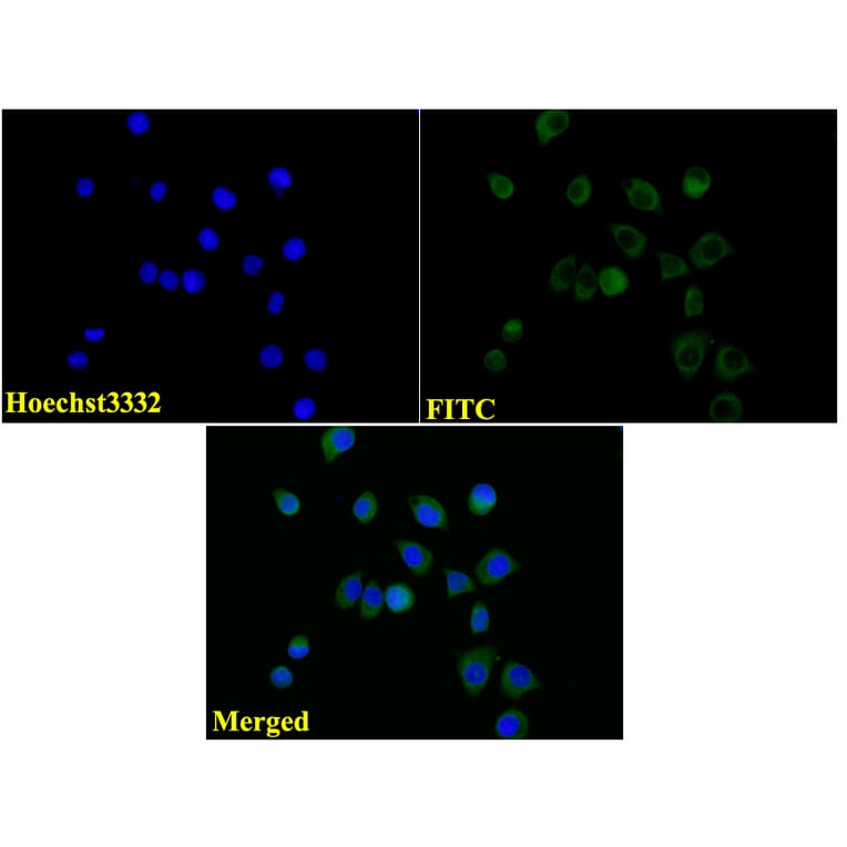 Anti-Tubulin beta III Antibody from Bioworld Technology (AP0013) - Antibodies.com