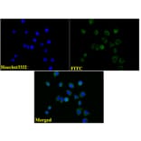 Anti-Tubulin beta III Antibody from Bioworld Technology (AP0013) - Antibodies.com