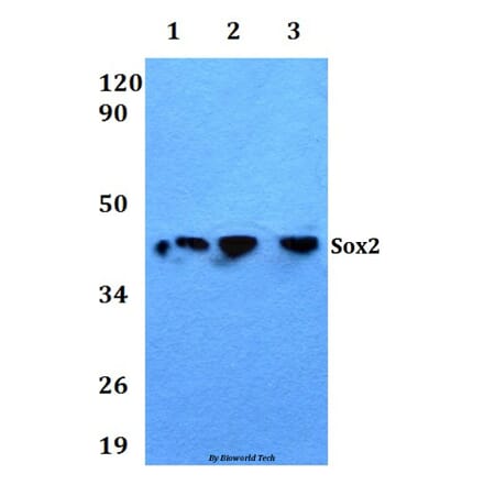 Anti-Sox2 Antibody from Bioworld Technology (AP0014) - Antibodies.com