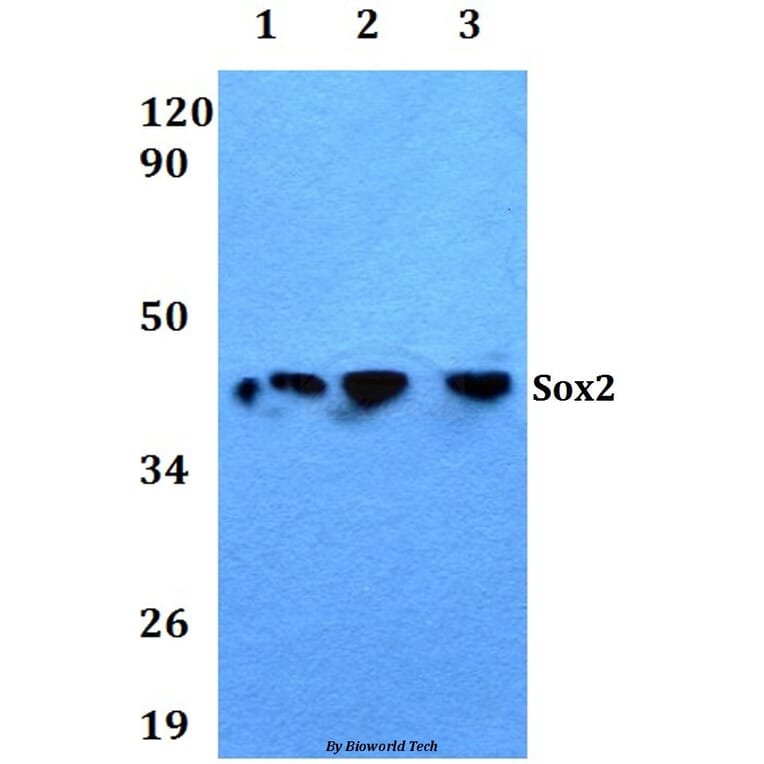 Anti-Sox2 Antibody from Bioworld Technology (AP0014) - Antibodies.com