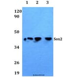 Anti-Sox2 Antibody from Bioworld Technology (AP0014) - Antibodies.com