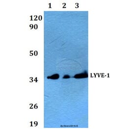 Anti-LYVE-1 Antibody from Bioworld Technology (AP0017) - Antibodies.com