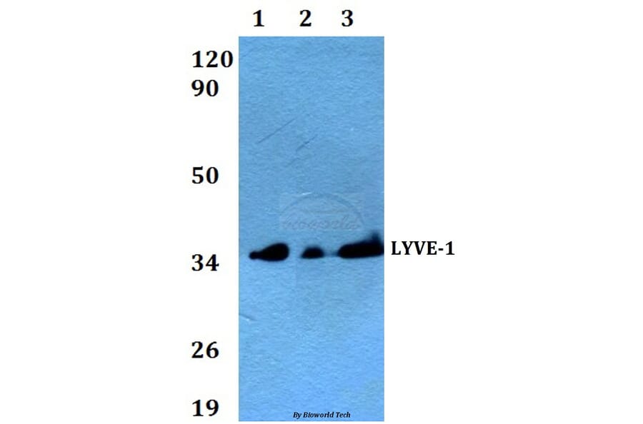 Anti-LYVE-1 Antibody from Bioworld Technology (AP0017) - Antibodies.com