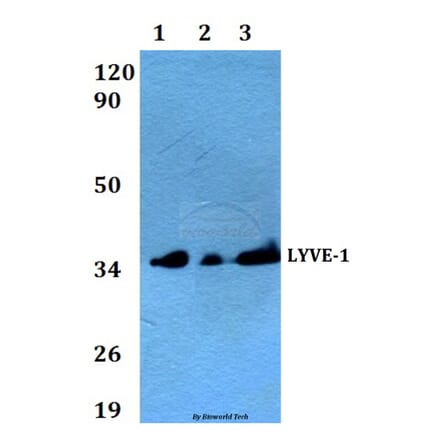 Anti-LYVE-1 Antibody from Bioworld Technology (AP0017) - Antibodies.com