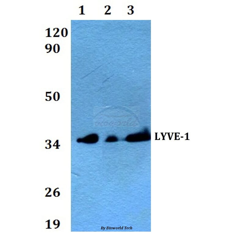 Anti-LYVE-1 Antibody from Bioworld Technology (AP0017) - Antibodies.com