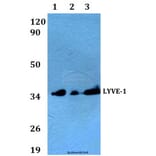 Anti-LYVE-1 Antibody from Bioworld Technology (AP0017) - Antibodies.com