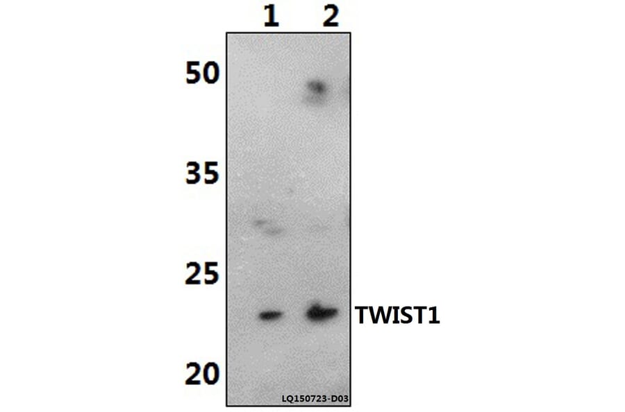 Anti-TWIST1 (M1) Antibody from Bioworld Technology (AP0020) - Antibodies.com