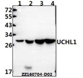 Anti-UCHL1 Antibody from Bioworld Technology (AP0021) - Antibodies.com