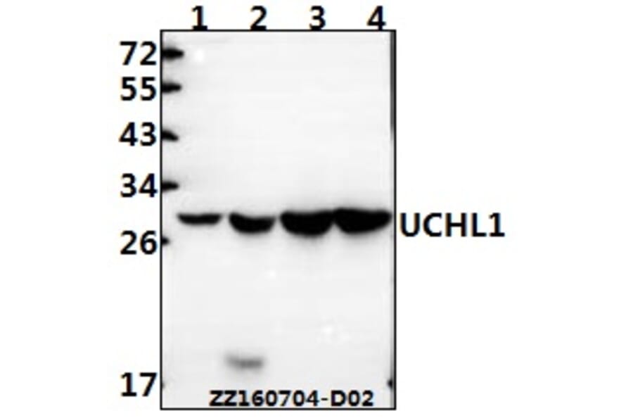 Anti-UCHL1 Antibody from Bioworld Technology (AP0021) - Antibodies.com
