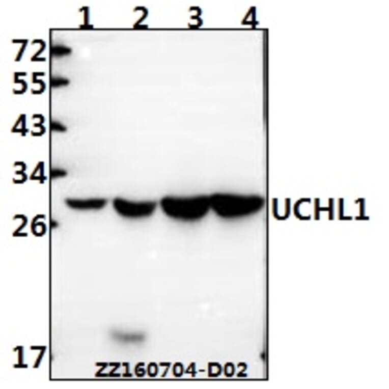 Anti-UCHL1 Antibody from Bioworld Technology (AP0021) - Antibodies.com