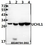 Anti-UCHL1 Antibody from Bioworld Technology (AP0021) - Antibodies.com