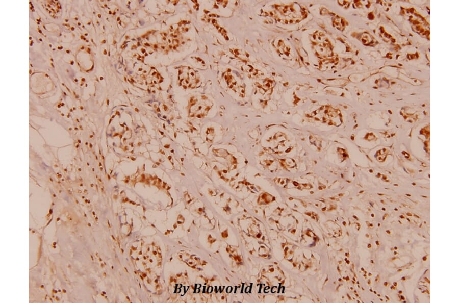 Anti-Rab7 Antibody from Bioworld Technology (AP0030) - Antibodies.com