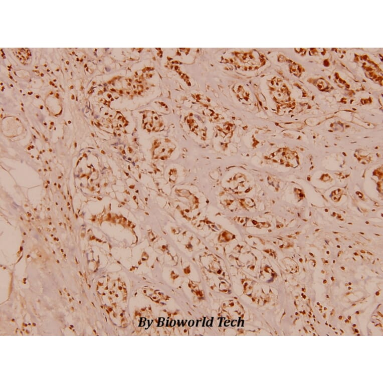 Anti-Rab7 Antibody from Bioworld Technology (AP0030) - Antibodies.com