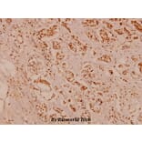 Anti-Rab7 Antibody from Bioworld Technology (AP0030) - Antibodies.com