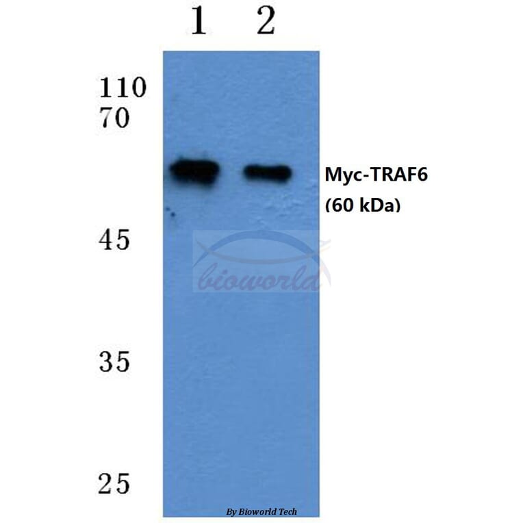 Anti-Myc-tag (5D10) Antibody from Bioworld Technology (AP0031M) - Antibodies.com