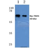 Anti-Myc-tag (5D10) Antibody from Bioworld Technology (AP0031M) - Antibodies.com